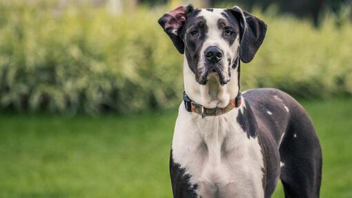 Great dane best sale protective of family